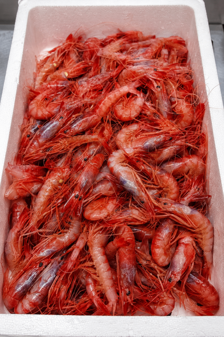 Gambas rojas frescas