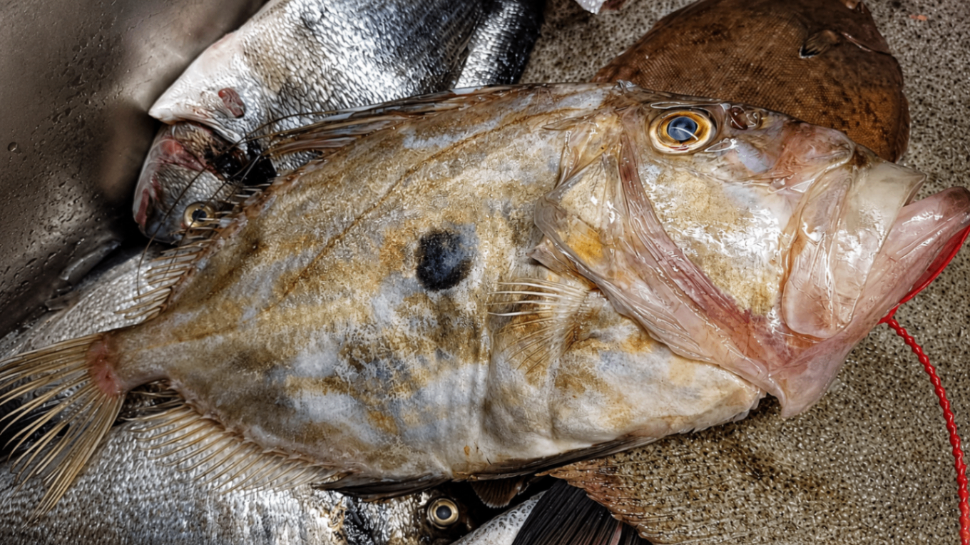 Pescado fresco: gallo San Pedro y otros